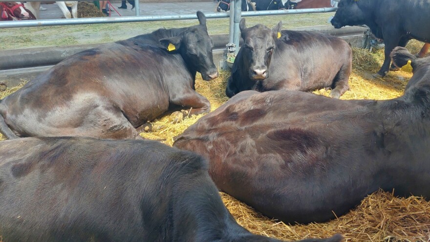 Iako angus rasa potiče iz brdskih predela, sve više je zastupljena i u Vojvodini