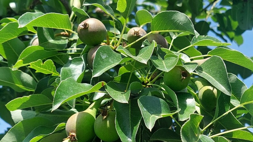 Kruška koja ima dobru prolaznost na tržištu - zašto je krče?