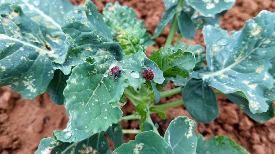 Kupusna stenica je najopasnija štetočina koja uništava kupusnjače - kako je suzbiti?