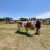Krava Fana šampionka je izložbe u Sisačko-moslavačkoj županiji
