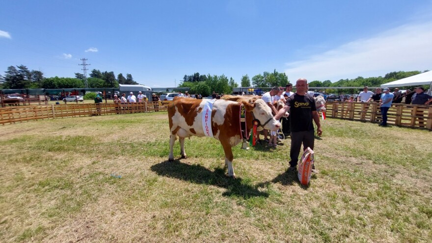 Krava Fana šampionka je izložbe u Sisačko-moslavačkoj županiji