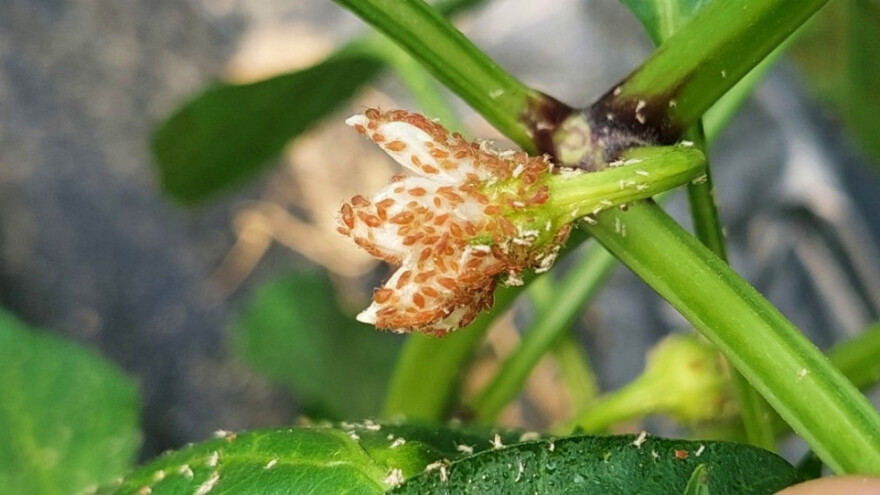 Kako zaštititi papriku od lisnih vaši i belih mušica - može i sapunom?