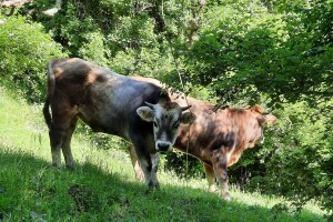 Zabrinjavajući podaci: Gatačko govedo na granici izumiranja