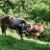 Zabrinjavajući podaci: Gatačko govedo na granici izumiranja