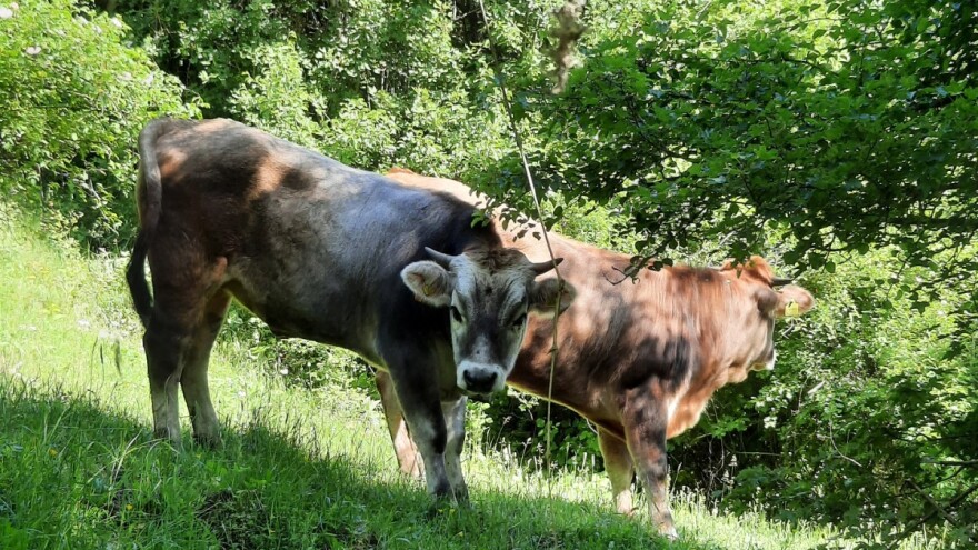 Zabrinjavajući podaci: Gatačko govedo na granici izumiranja