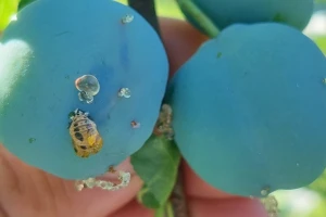 Vesele mašine spremne za šljivu, ali pripazite - prijeti druga generacija smotavca