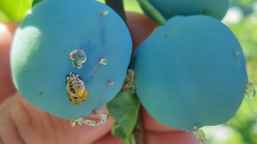 Vesele mašine spremne za šljivu, ali pripazite - prijeti druga generacija smotavca