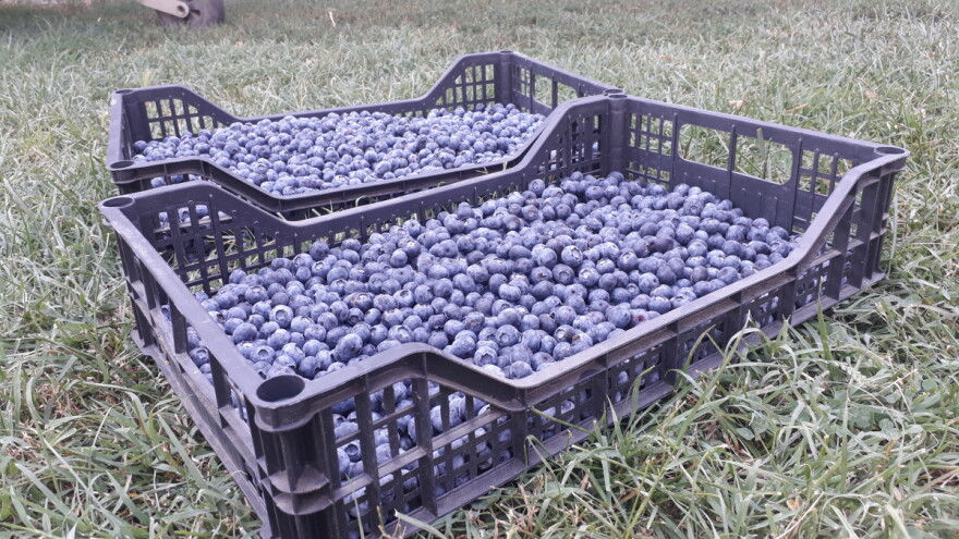 Berba "crnog zlata" - da li cena ostaje fiksna?