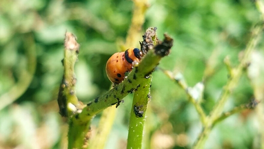 Krumpir i ambrozija - dobitna kombinacija protiv zlatice?