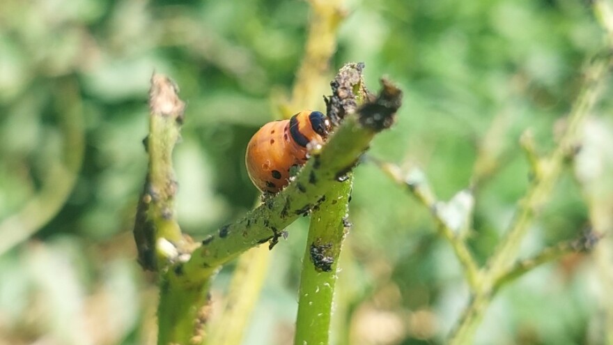 Krompir i ambrozija - dobitna varijanta protiv zlatice?
