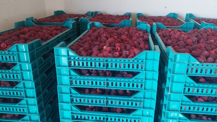 Ko nije iskrčio malinjak, ove godine zadovoljno trlja dlanove