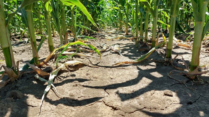 SWE objavio prognozu do kraja leta: Delove Evrope čeka toplotni talas i suša