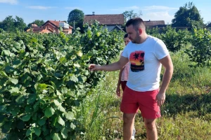 Iz Mrkonjić Grada otišao u Petoševce da uzgaja lješnik