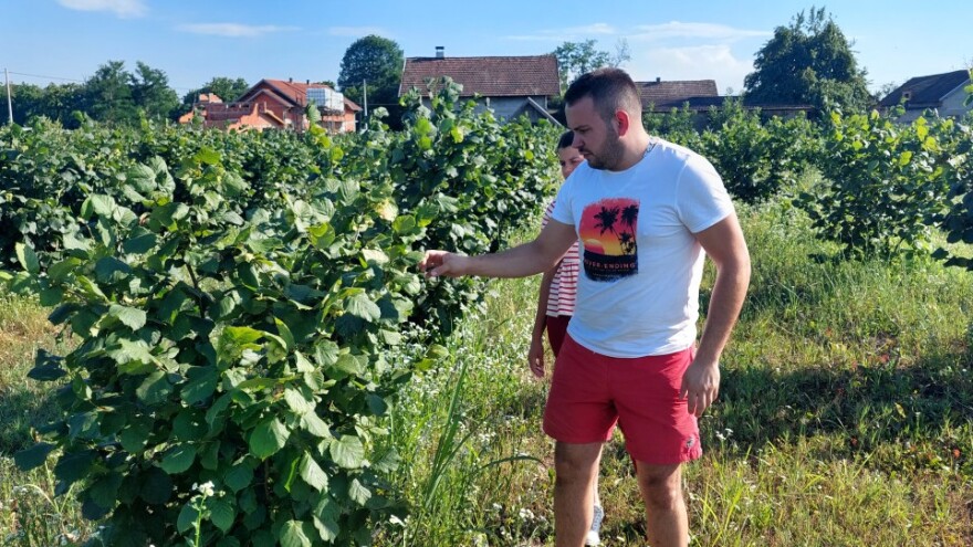 Iz Mrkonjić Grada otišao u Petoševce da uzgaja lješnik