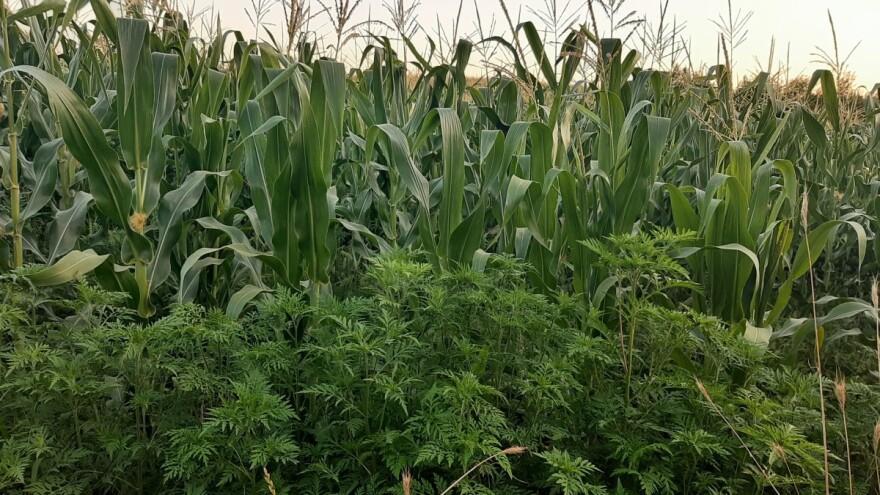 Ambrozija: Kako se izboriti sa ovom korovskom biljkom?