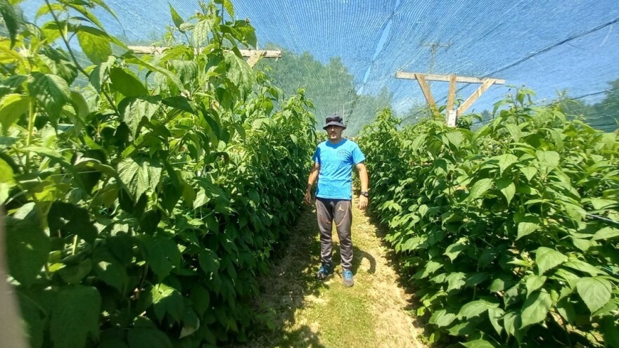 Porodica Iković spremna za nadolazeću sezonu malina - zadovoljni su i otkupnom cijenom