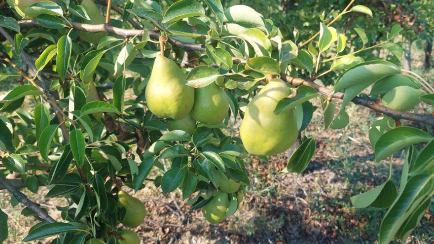 Kako obaviti ljetnju rezidbu krušaka - zalamati, ne rezati?