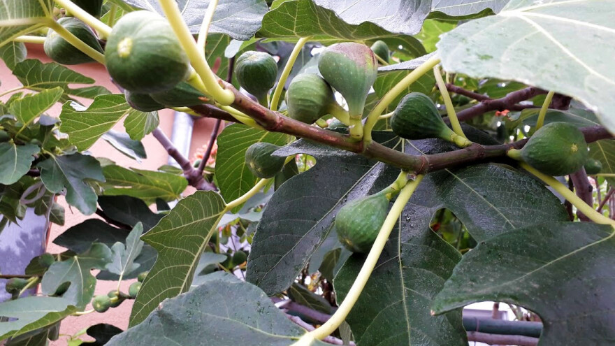 Zašto smo zanemarili smokve, bajame i breskvu?