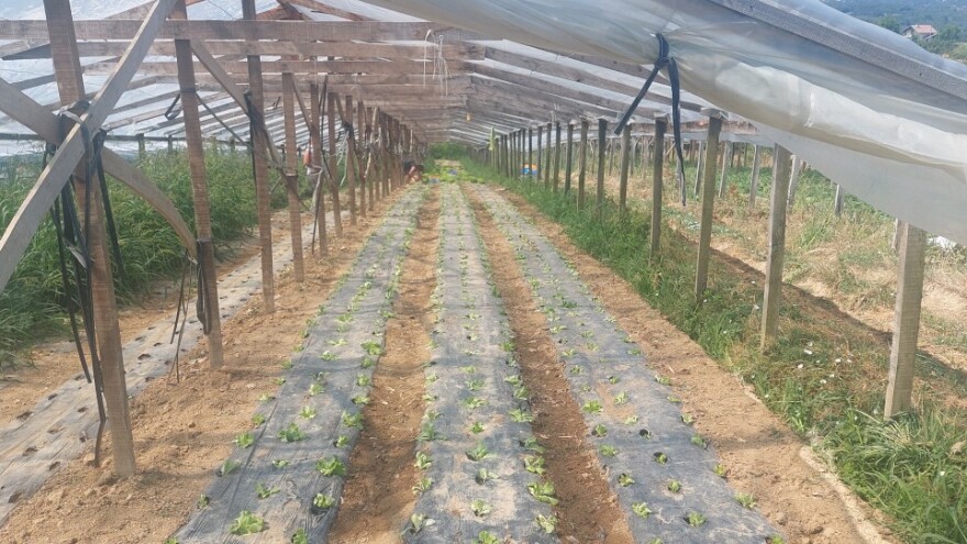 I povrtari muku muče sa sušom - kiša došla u posljednji čas