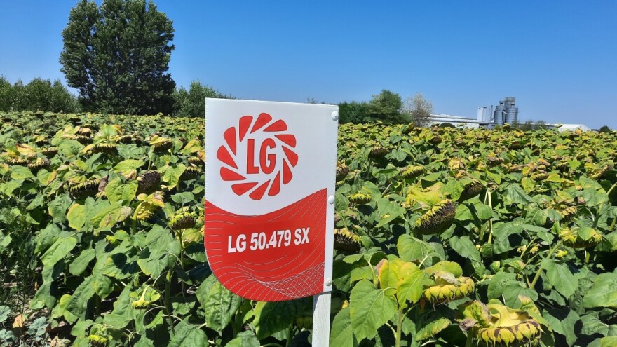 Pokus hibrida RWA suncokreta - kakvi su prinosi?