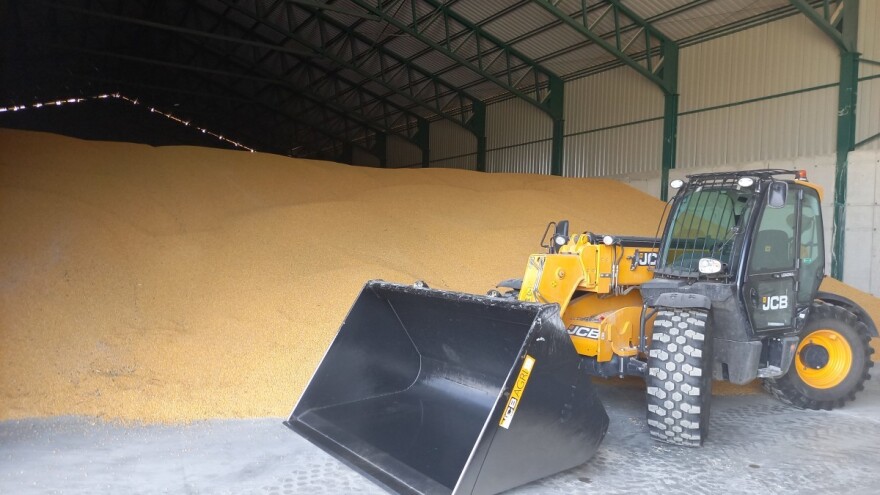 Niža cena suncokreta u odnosu na prošlu nedelju, kukuruz - 34 din/kg