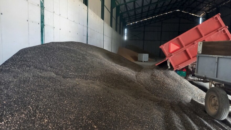 Biće dovoljno suncokreta i ulja za sopstvene potrebe, ali i za izvoz?