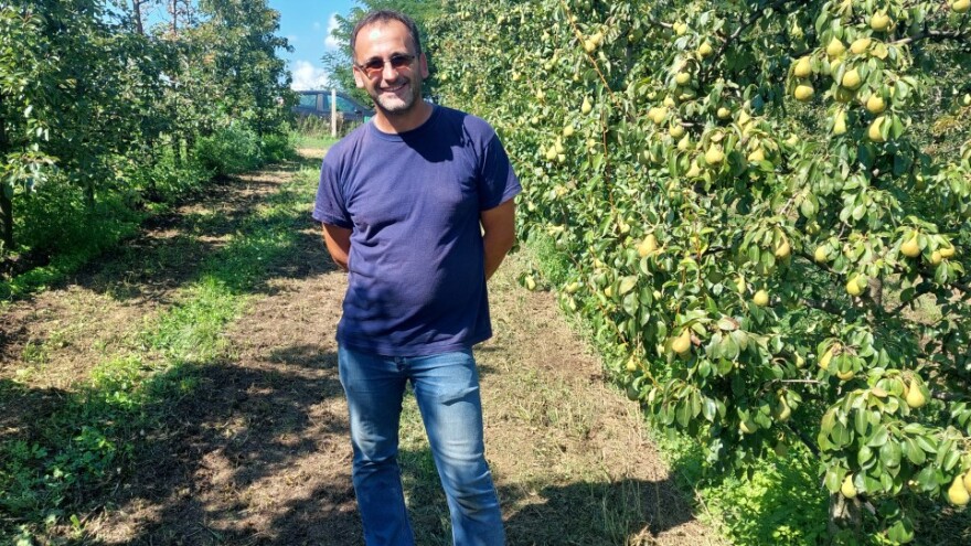 Sam svoj majstor: Znanje s fakulteta primijenio u voćnjaku, ubrao 70 tona kruške