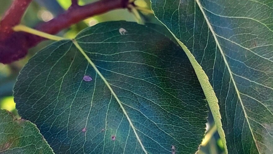 Siva pjegavost krušaka - česta bolest u zapuštenim voćnjacima