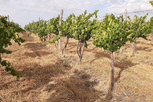 Suša uzela danak u vinogradima: Prinos do tri puta manji