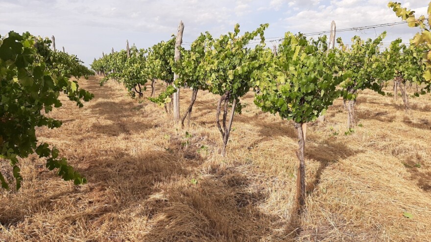 Suša uzela danak u vinogradima: Prinos do tri puta manji