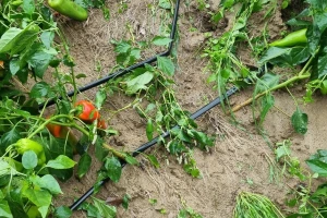 Oluja poharala dijelove Hrvatske, na jednom PPG-u uništeno više od 30.000 paprika