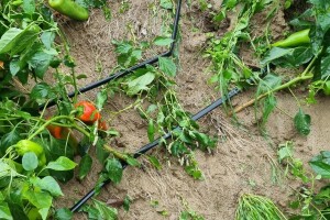 Oluja poharala dijelove Hrvatske, na jednom PPG-u uništeno više od 30.000 paprika