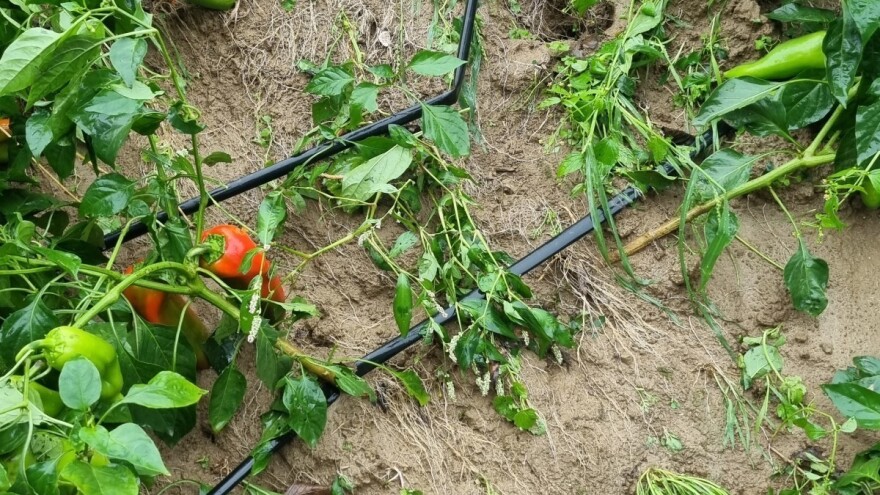 Oluja poharala dijelove Hrvatske, na jednom PPG-u uništeno više od 30.000 paprika