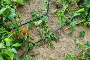Oluja poharala dijelove Hrvatske, na OPG-u Despetović uništeno više od 30.000 paprika