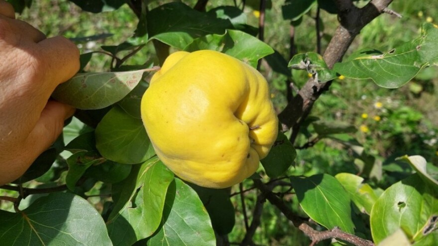 Dunja je ponovo hit: Uskoro će berba, ali i sadnja - za šta je najisplativija?