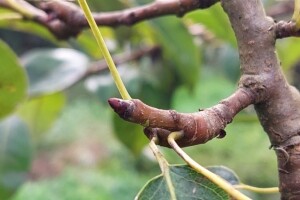 Kako prepoznati rodne pupoljke šljiva, krušaka i jabuka?