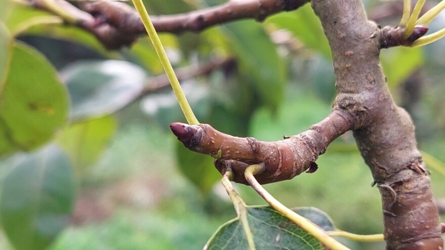 Kako prepoznati rodne pupoljke šljiva, krušaka i jabuka?