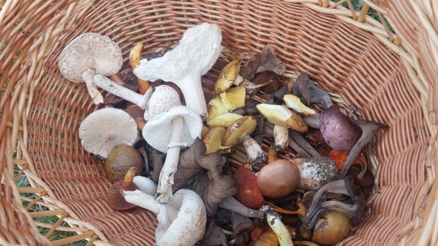 U bh. selo dolaze po znanje iz cijelog svijeta: Koja gljiva je najotrovnija?