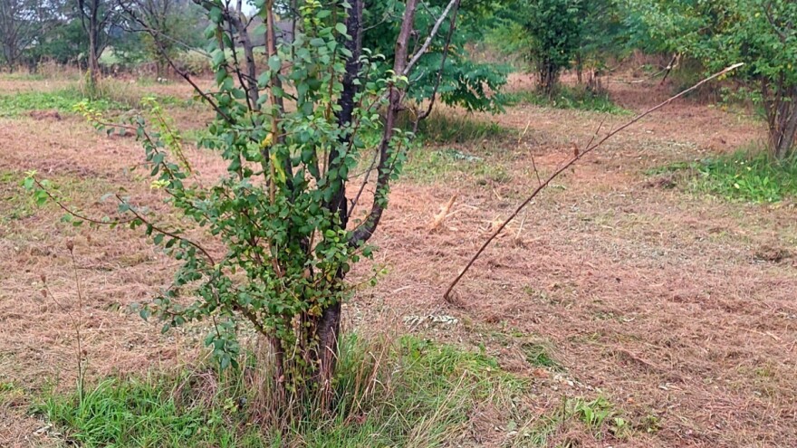 Kako ukloniti izdanke na voćkama i tretirati rezove?