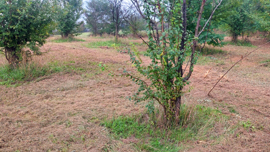Kako ukloniti izdanke na šljivama i na šta posebno paziti?