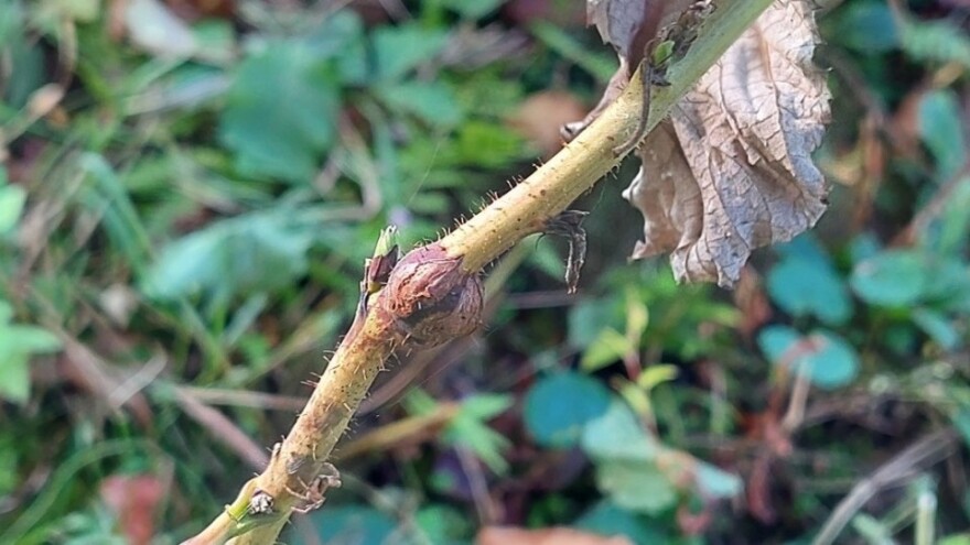 Pregledajte malinjake: Kako otkriti i suzbiti muvu galicu?