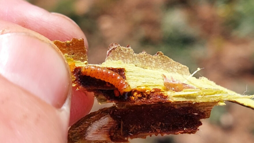 Beli drvotočac - opasna je i jedna gusenica, kako suzbiti štetočinu?