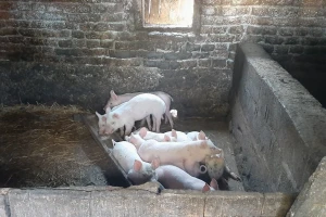 Kako negovati i hraniti prasiće nakon majčinog mleka?