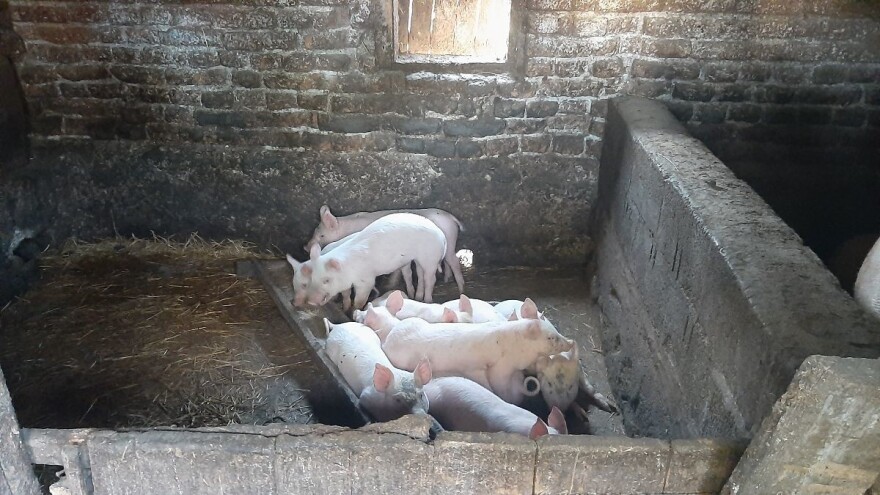 Kako negovati i hraniti prasiće nakon majčinog mleka?