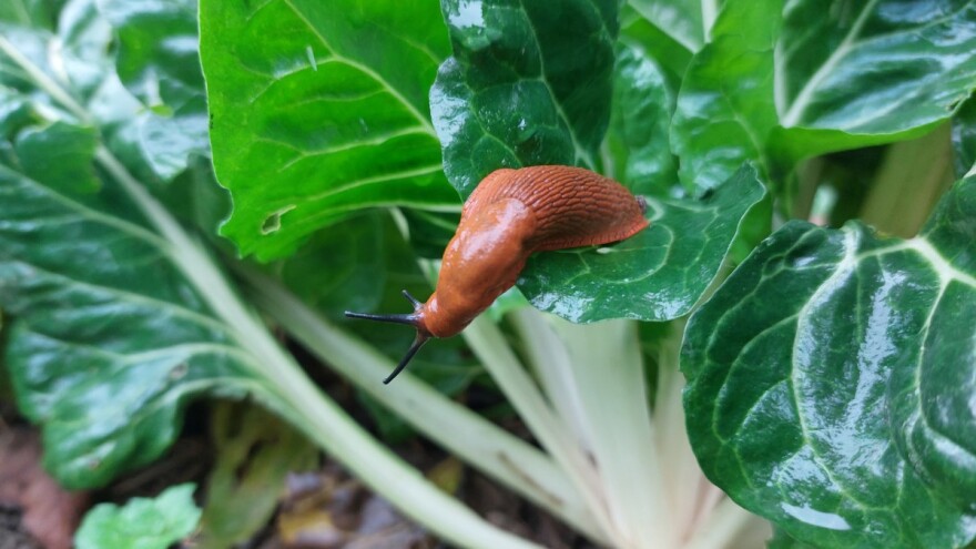 Puževi aktivni i u jesen - kako ih suzbiti?