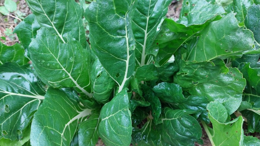 Kako pripremiti zimnicu od blitve?