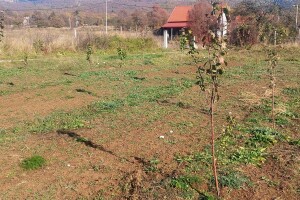Pregledajte voćnjak i usjeve - aktivne su štetočine