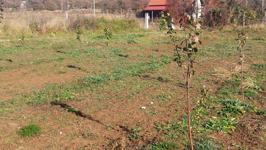 Pregledajte voćnjak i usjeve - aktivne su štetočine