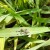 Rekordne površine pod pšenicom, ali neujednačeno nicanje i napad insekata
