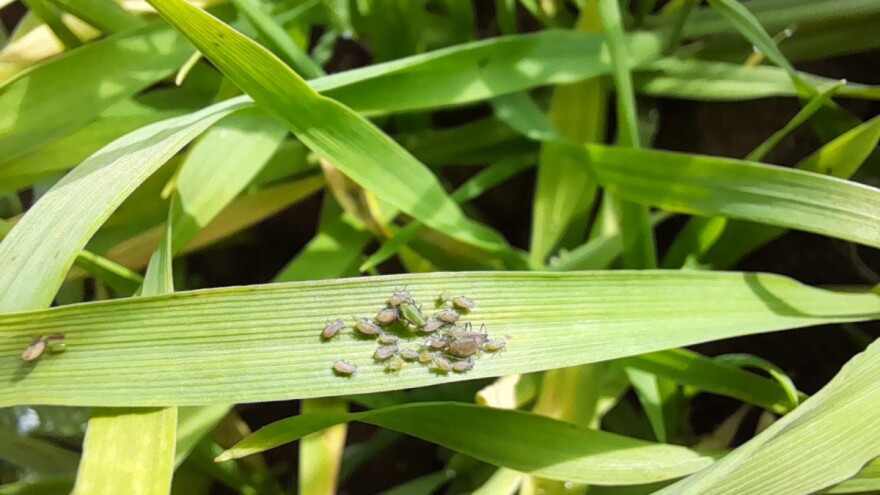Rekordne površine pod pšenicom, ali neujednačeno nicanje i napad insekata